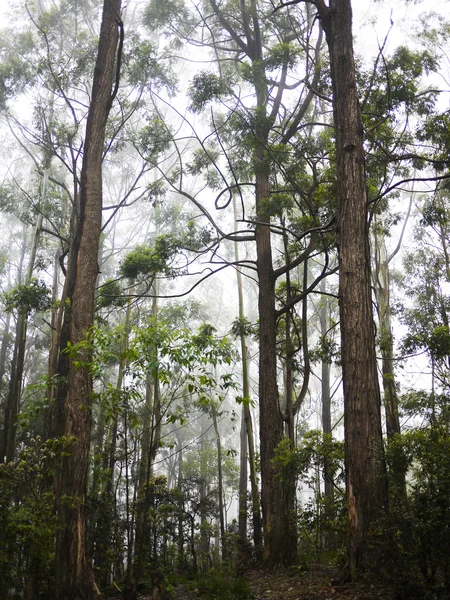 Mlžné pralesy na Srí Lance — Stock fotografie