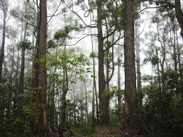 Cloud forest in Sri Lanka — Stock Photo, Image