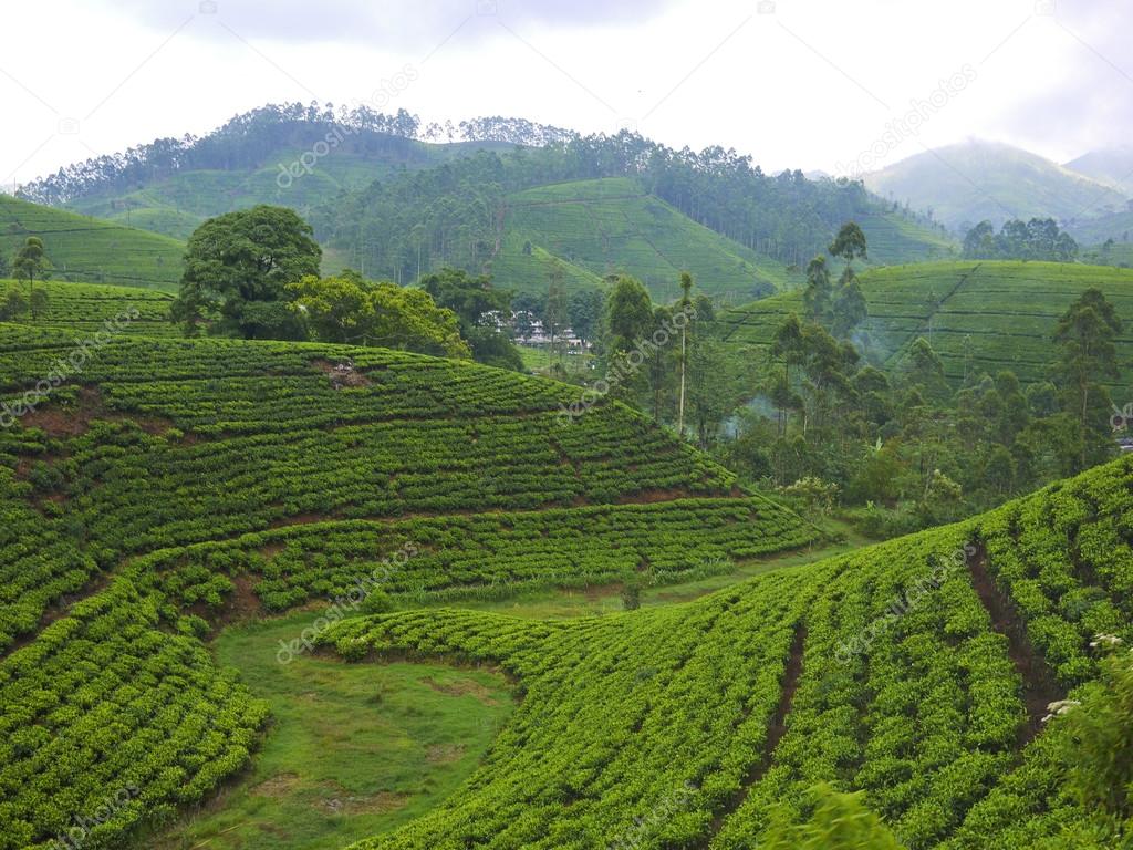 Tea fields in Sri Lanka
