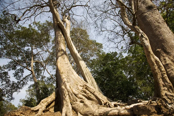 Angkor — Stock Photo, Image