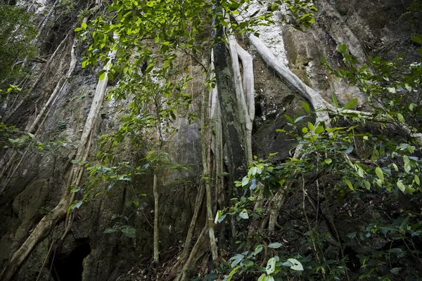 Las tropikalny — Zdjęcie stockowe