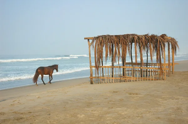 Cavallo sulla spiaggia — Foto Stock