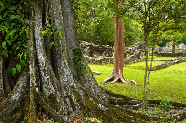 Yaxchilan. — Fotografia de Stock