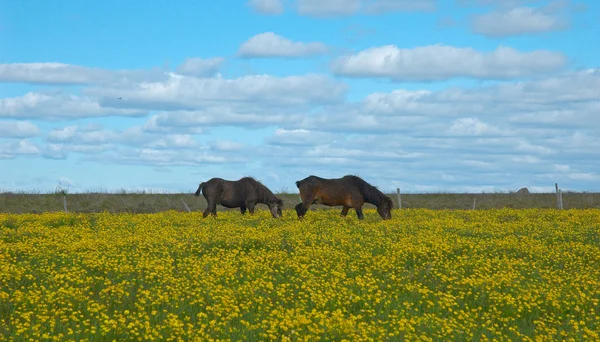 Horses — Stock Photo, Image