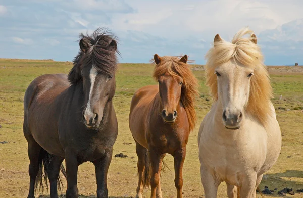 Caballos — Foto de Stock