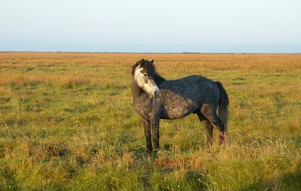 Kuc islandzki — Zdjęcie stockowe