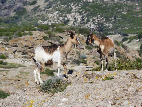 Cabras — Foto de Stock