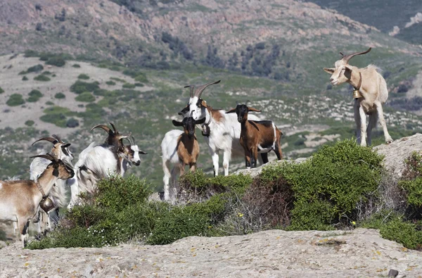 Goats — Stock Photo, Image