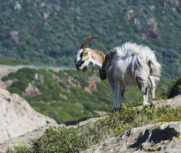 Goat — Stock Photo, Image