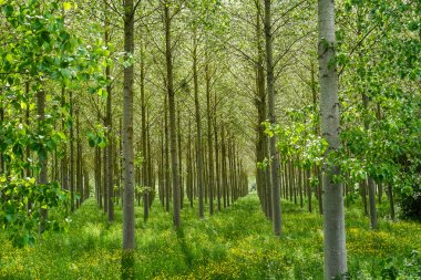 Poplars forest clipart