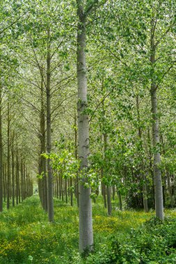 Poplars forest clipart