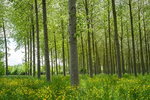 Bosque de álamos — Foto de Stock