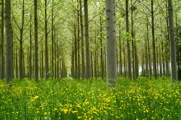 Bosque de álamos —  Fotos de Stock