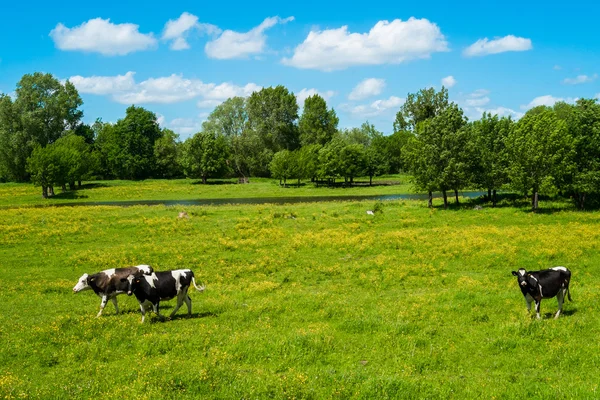 Zona rural. — Foto de Stock