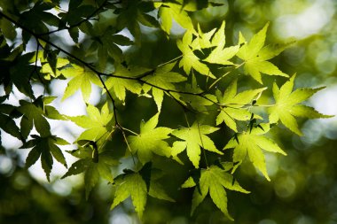 akçaağaç yaprakları