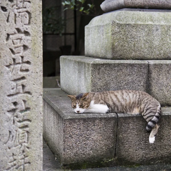 石のブロックの上の猫 — ストック写真