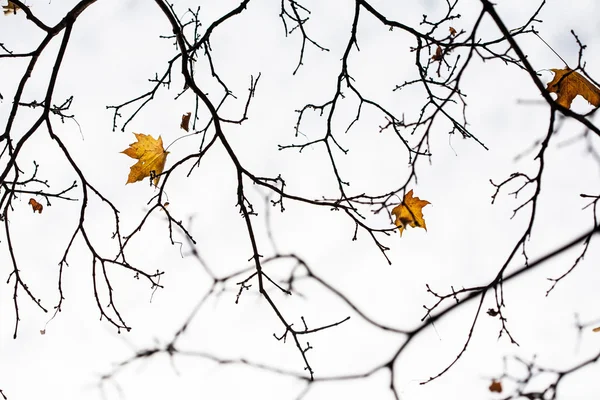 Maple twigs — Stock Photo, Image