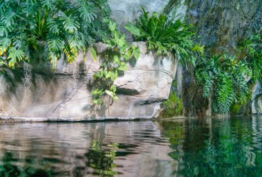 Rocky river banka ile tropikal orman bitkilerde