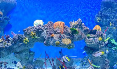 Sığ su mercan kayalığı egzotik sualtı dünyası