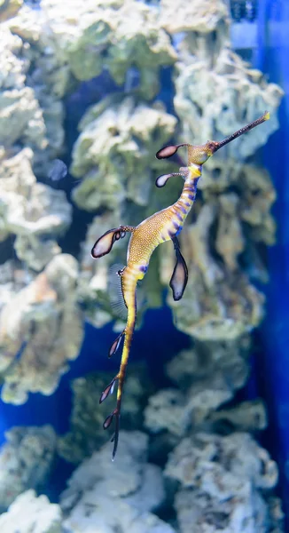 Poisson formes et couleurs inhabituelles, l'habitant de la mer et de l'océan — Photo