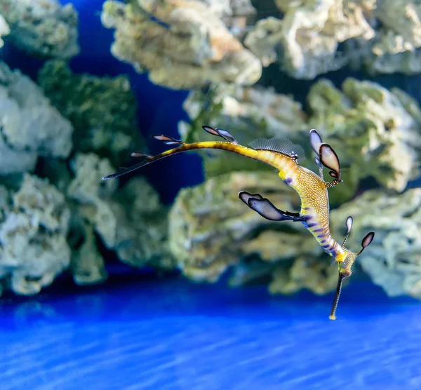 Peixe formas e cores incomuns, o habitante do mar e do oceano — Fotografia de Stock