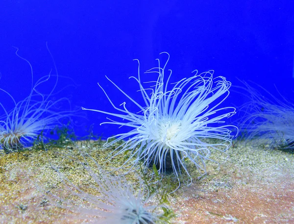 Anêmona marinha - pólipos de coral de classe animal marinha com tentáculos — Fotografia de Stock