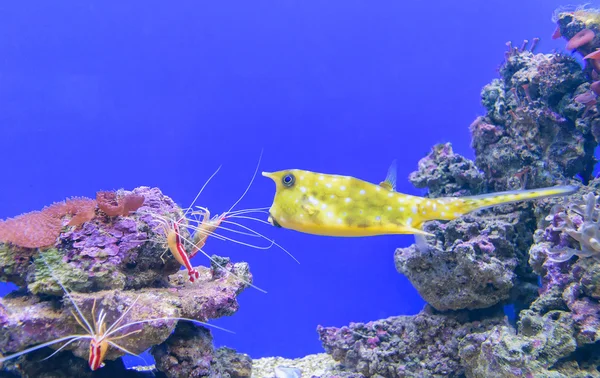 Žlutá boxfish (lat. Ostracion cubicus) - mořské ryby — Stock fotografie