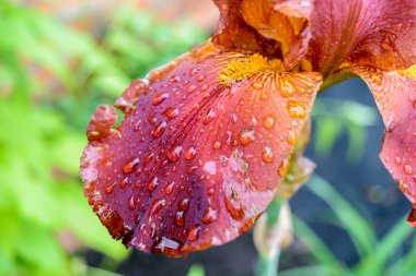 Yakın Iris çiçek yaprağı ile kaplı yağmur veya çiğ damlaları