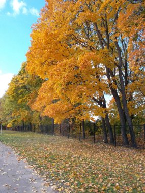 Sarı sonbahar yaprakları ile kaplı ağaçlar