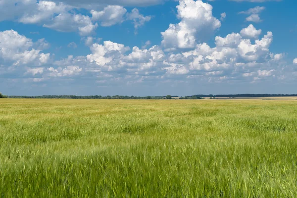 Pole pszenicy zielony wsi pod pochmurnego nieba — Zdjęcie stockowe