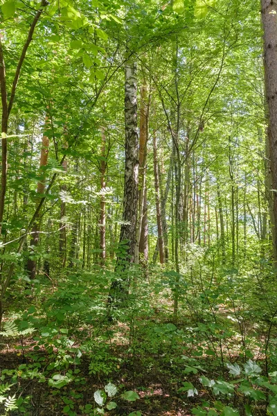 Słoneczne lato zielony las — Zdjęcie stockowe