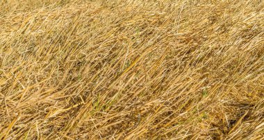 Mısır saplarını sarı kulaklar