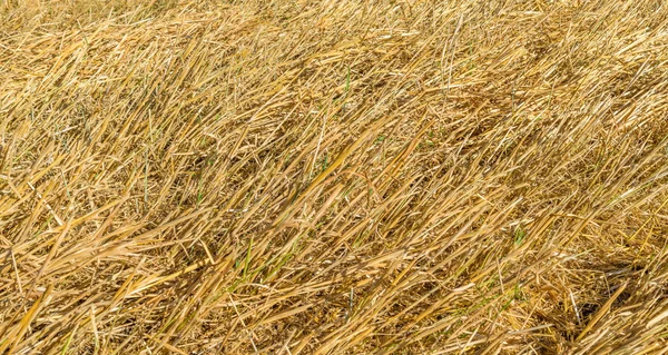 Желтые колосья кукурузы — стоковое фото