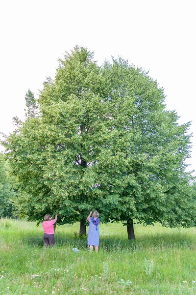 Zwei Frauen pflücken Lindenblumen — Stockfoto