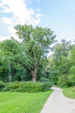 Turgenyev ünlü meşe