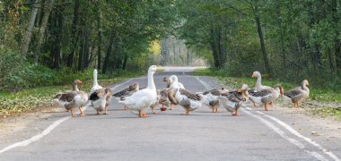 Kaz sürüsü (grup)