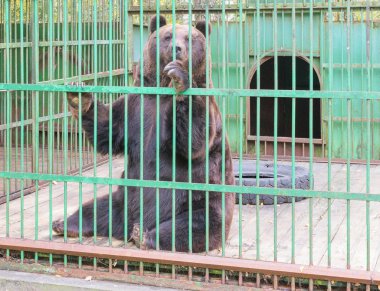 Boz ayı bir kafes demir parmaklıklar ardında