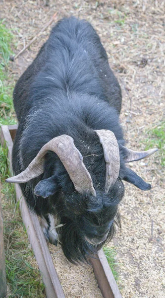 Preto barbudo Pamir argali montanha ovelhas (ovis ammon polii ) — Fotografia de Stock