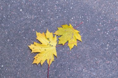 İki sarı sonbahar asfalt kaplama üzerinde yalan akçaağaç yaprakları
