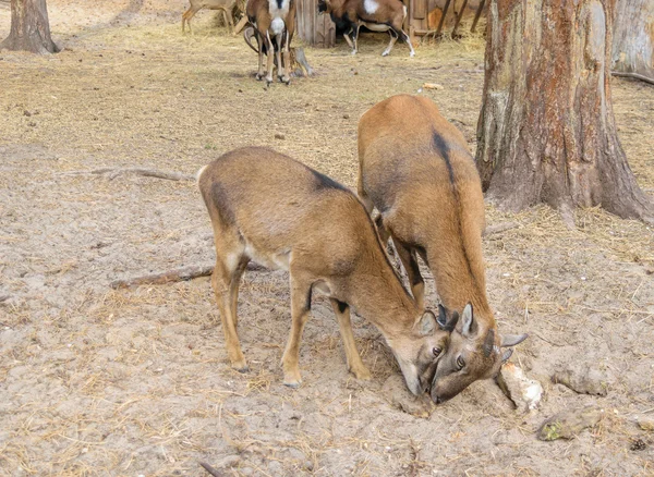 Dos cabras salvajes rojas trasero —  Fotos de Stock