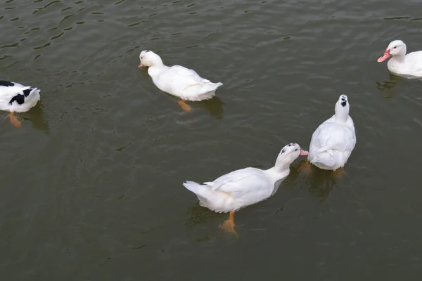 Bílé labutě ztlumit (lat.: cygnus olor) plavání v temné vodě v jezeře — Stock fotografie