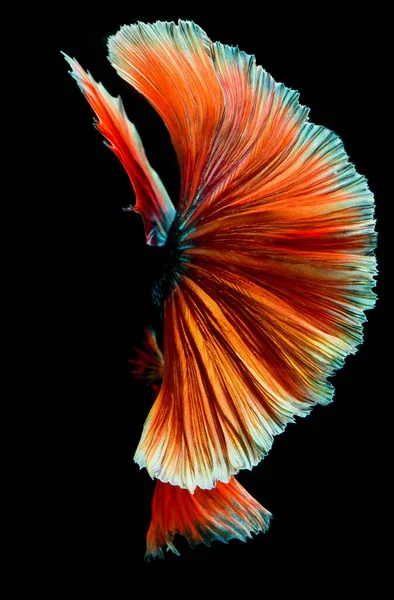 Halfmoon Betta Fish Siamese Fighting Fish Betta Splendens — Stock Photo, Image