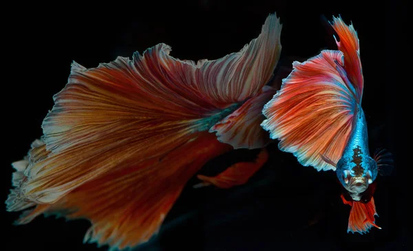 Halfmoon Betta Fish Siamese Fighting Fish Betta Splendens — Stock Photo, Image