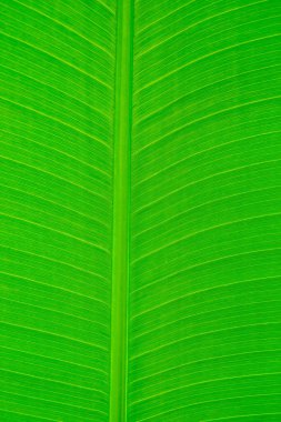 Muz yaprağı, yeşil izin, soyut arkaplan