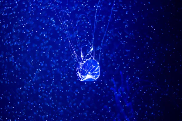 jellyfish at aquarium, dangerous animals