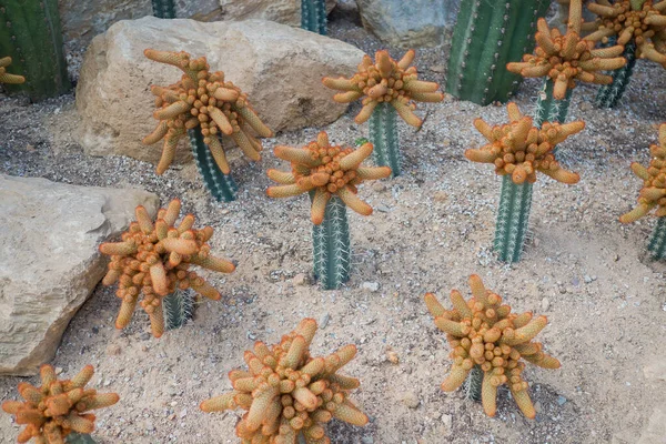 Zbliżenie Drzewa Kaktusowego Natura — Zdjęcie stockowe