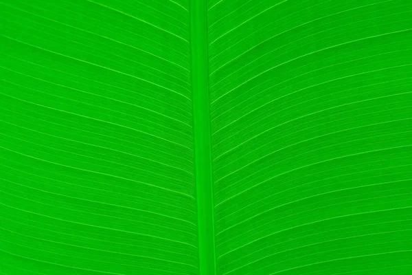 Bananenblad Groen Blad Abstracte Achtergrond — Stockfoto