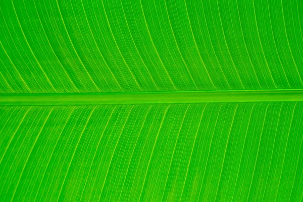 Bananenblad Groen Blad Abstracte Achtergrond — Stockfoto