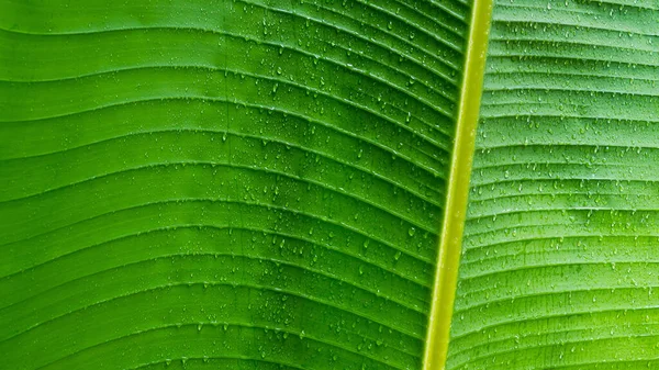 バナナの葉 緑の葉 抽象的な背景 — ストック写真