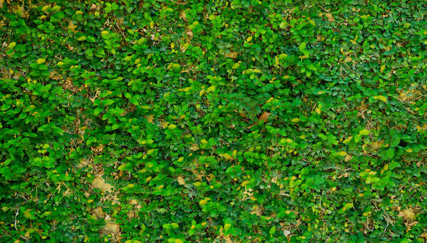 green leaves wall background, leaf wall nature background